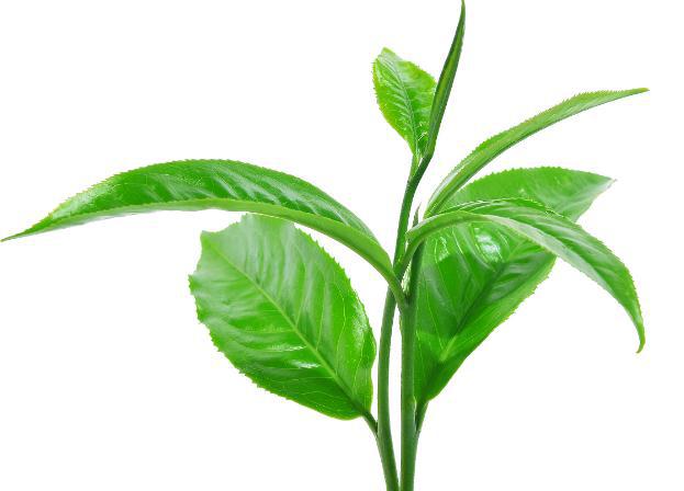 一般的绿茶多少钱一斤（好的绿茶一般多少钱一斤）